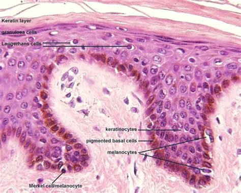 skin structure Flashcards | Quizlet