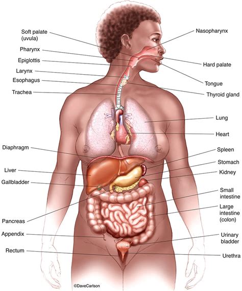 Internal Organs Of The Body And Their Functions