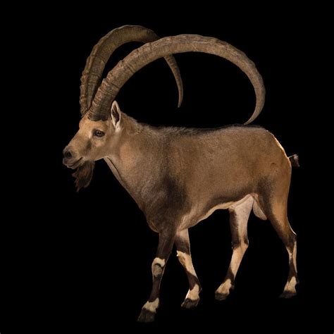 Image by @joelsartore | The Nubian ibex is most notable for its striking, backward-arching horns ...