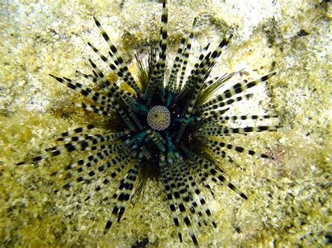 Deuterostomia | Chordates, Echinoderms, Hemichordates | Britannica