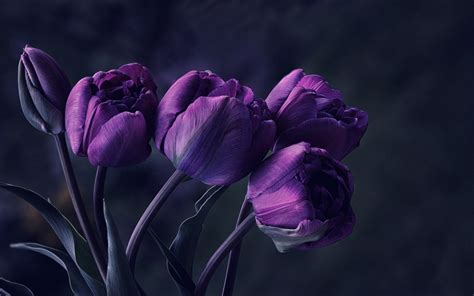 🔥 [45+] Dark Purple Roses Wallpapers | WallpaperSafari