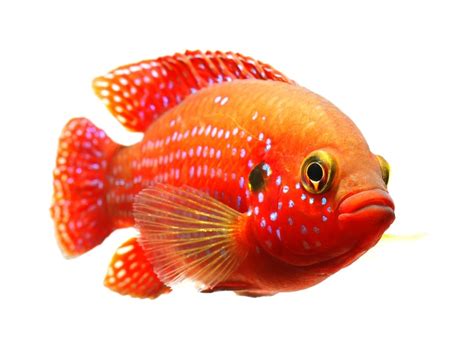 Jewel Cichlid Care Guide - Lifespan, Breeding & More