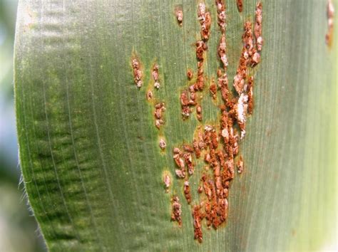 Corn Common Rust - Badger Crop Doc