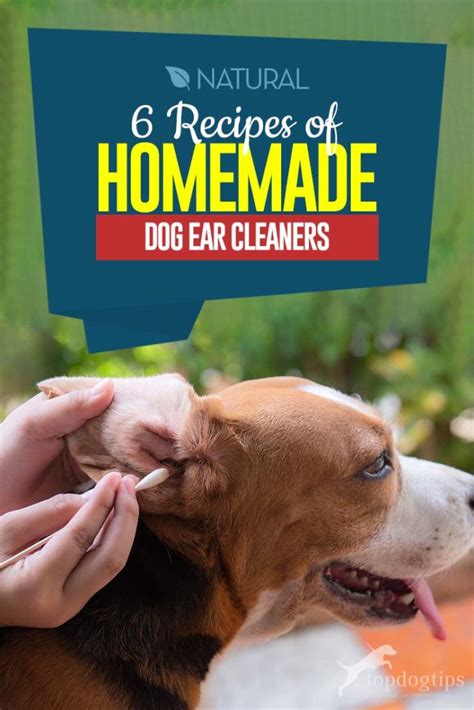 How to Make Homemade Dog Ear Cleaner: 6 Natural and Simple Recipes