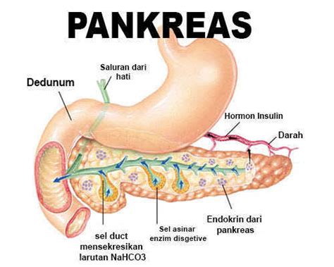 Histologi Pankreas