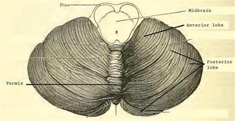 Cerebellum | Anatomy