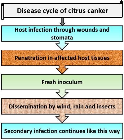 Citrus Canker Disease Cycle