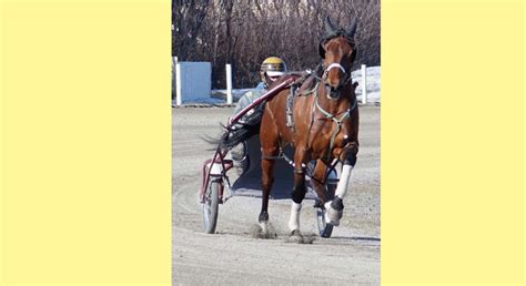 Standardbred Canada maps out return to harness racing - The Inverness Oran