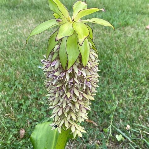 Eucomis bicolor : Lynwood Garden