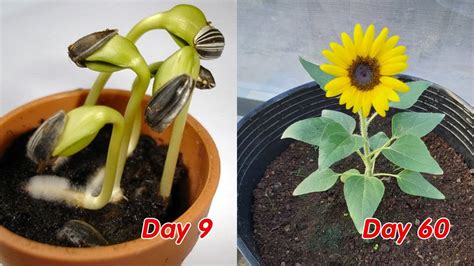 How To Grow Sunflower Seeds In The Philippines | Best Flower Site