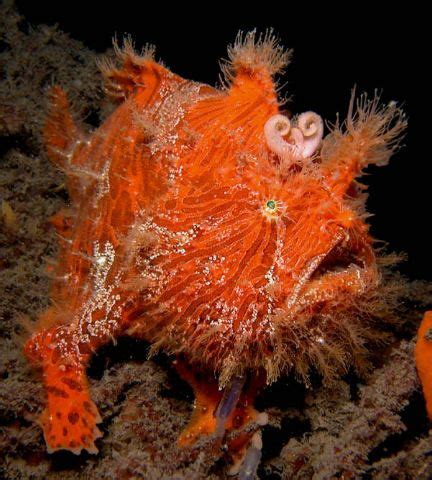 ugly sea creatures | Cute Anglerfish | Sea creatures | Pinterest