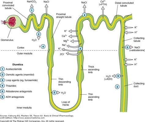 Diuretics and their action in the Nephron. Thiazides and loop diuretics (lasix) are potassium ...