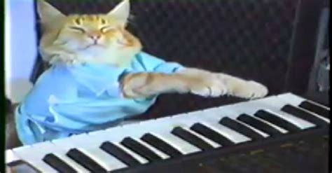 The Piano-Playing Cat