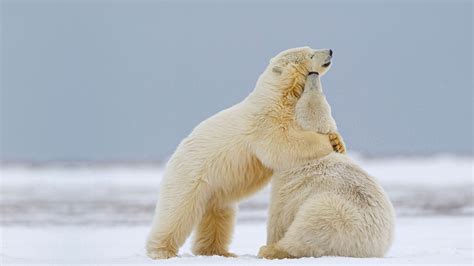 Two Polar Bears Alaska – Bing Wallpaper Download