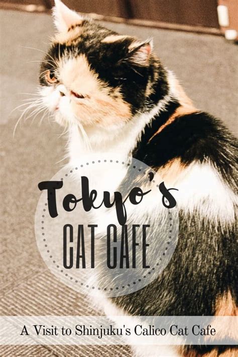 Tokyo Cat Cafe Bucket List: 5 Best Ones to Visit