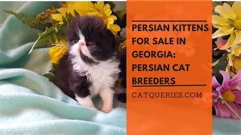 Persian Kittens for Sale in Georgia: Persian Cat Breeders - Cat Queries