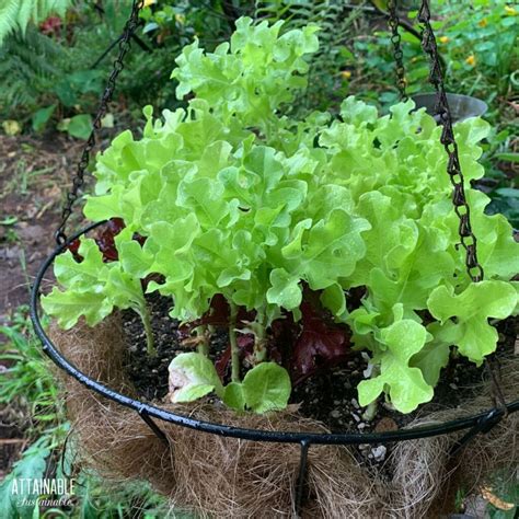 Growing Lettuce in Containers to Eliminate Pest Damage