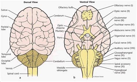 Pig Brain Dissection Worksheet | Fetal Pig Nervous System Dissection ...