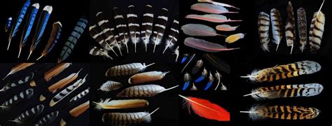 Bird Feather Identification Guide - Waking Up Wild | Waking Up Wild