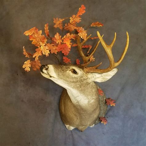 Whitetail Shoulder Mount | Trophy Whitetail Buck Mount | Deer Taxidermy