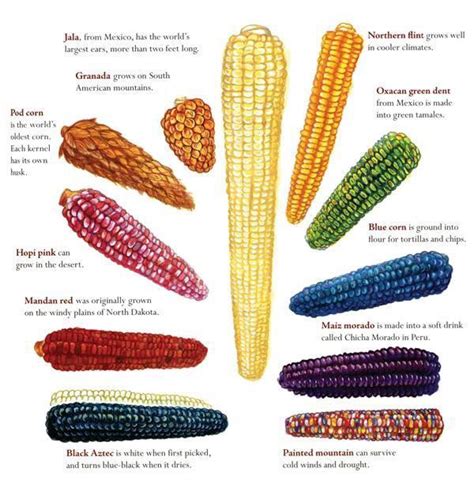 Different types of corn : r/teenagers