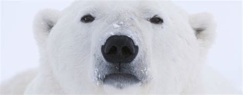 Polar Bear Cams | Polar Bears International