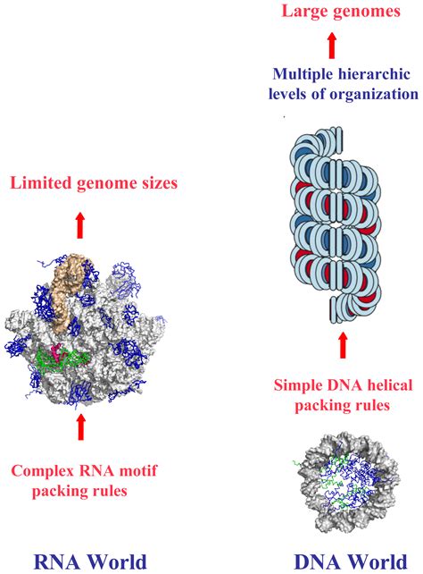 IJMS | Free Full-Text | DNA Self-Assembly: From Chirality to Evolution