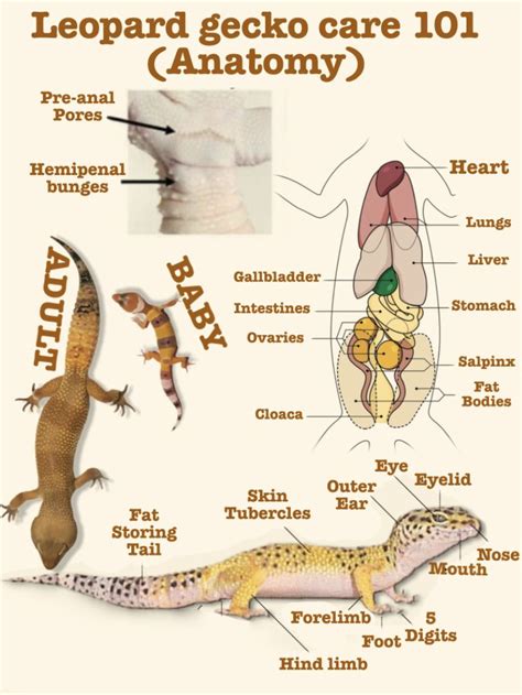 Leopard gecko 101 (anatomy) | Leopard gecko, Leopard gecko terrarium ...