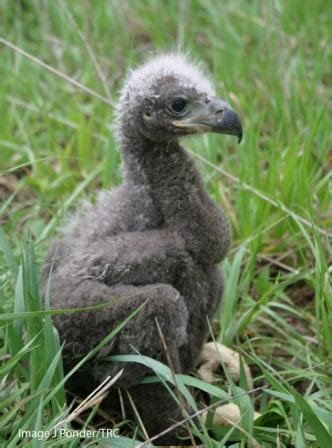 The Raptor Center: Update on Eagle Chick