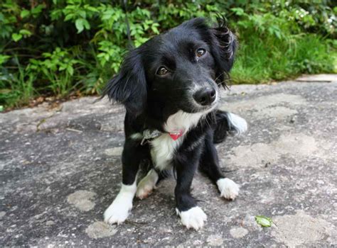 Border Collie Dachshund Mix | PETSIDI