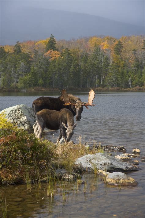 Moose in Maine | Where You Can Find Them - New England Today