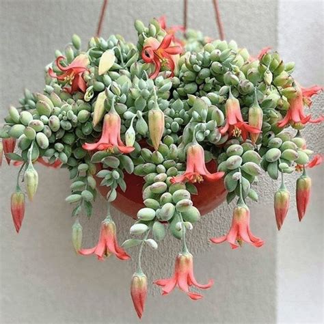 12 Perfectly Pink Succulents That You Need In Your Life