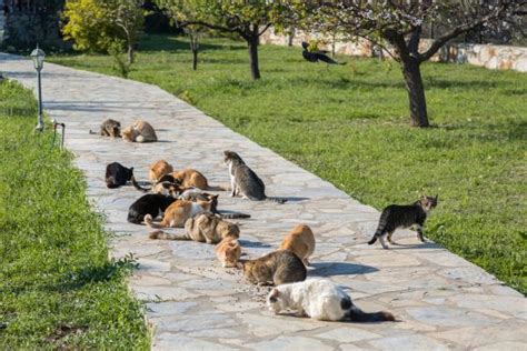 What to Do with a Feral Cat Colony - Everything you Need to Know