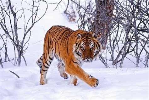 26 Spectacular Pictures Of Siberian Tigers In Their Natural Habitat ...