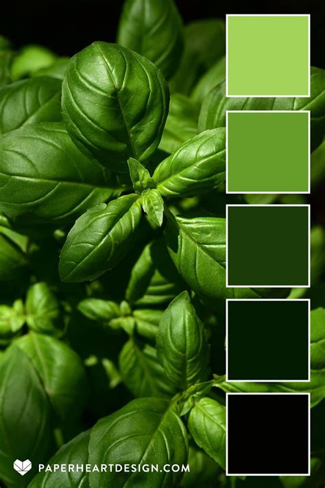 Basil green color palette – Artofit