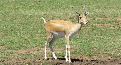 Blackbuck | The Animal Facts | Appearance, Diet, Habitat, Range, Lifespan