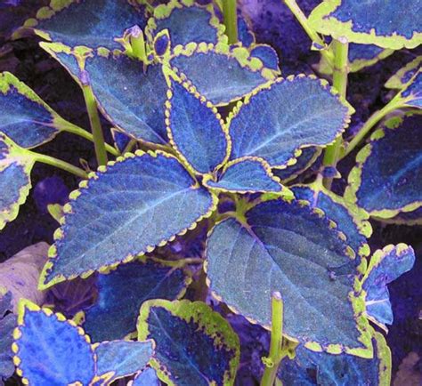 100 / bag blue Coleus seeds, beautiful flowering plants, potted bonsai balcony spell color # ...