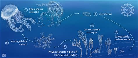 Jellyfish Life Cycle Stages