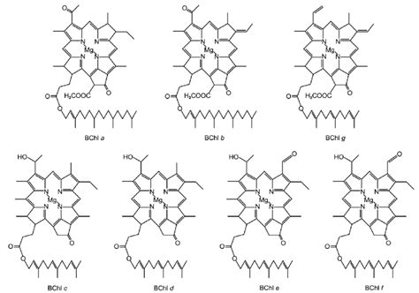 The structures of bacteriochlorophylls a, b, c, d, e, f, and g. | Download Scientific Diagram