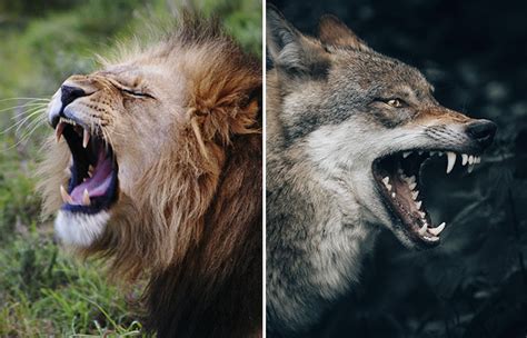 Can a grey wolf beat a lion? – killerinsideme.com