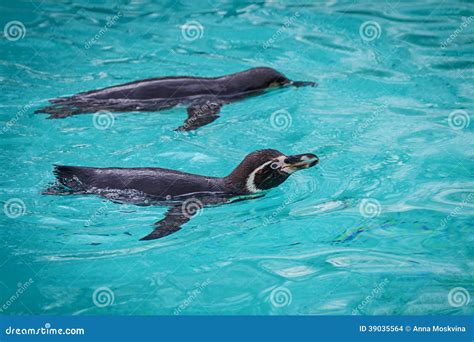 Funny penguins stock photo. Image of exotic, happy, cool - 39035564