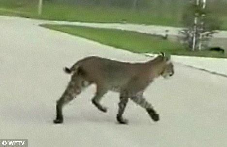 Cryptomundo » Bobcat Attack In Brevard