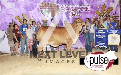 All American National Junior Brahman Show | Owned Red Females | The Pulse