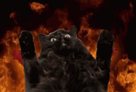 Elmo Fire Meme Black Cat GIF | GIFDB.com