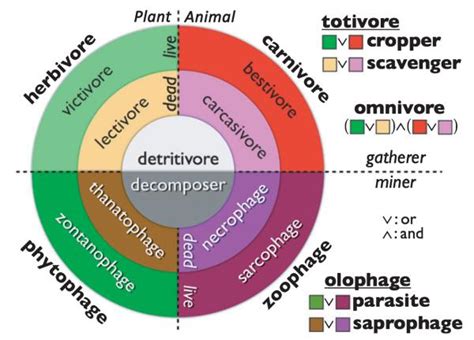 ecology - What is the distinction between the terms detrivores, decomposers, saprotrophs and ...