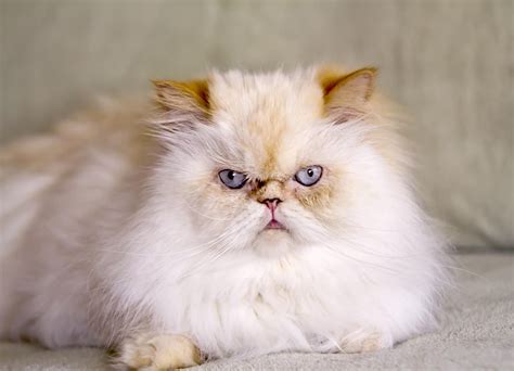 Flame Point Himalayan Kittens and Cats | LoveToKnow | Himalayan kitten, Himalayan cat kitten ...