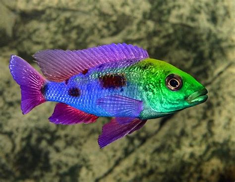 Ram Cichlid... used to have one of these colourful creatures. | Beautiful fish