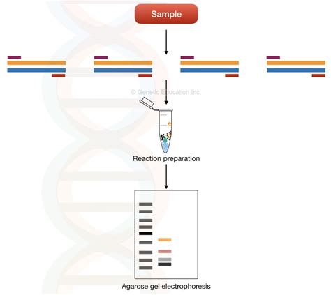 Primer Concentration In Multiplex Pcr