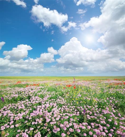 Premium Photo | Spring meadow of flowers