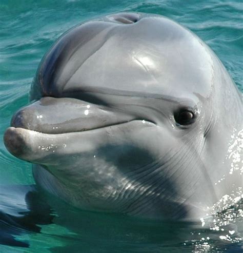 17 Best ideas about Dolphins on Pinterest | Dolphins com, Dolphins ...